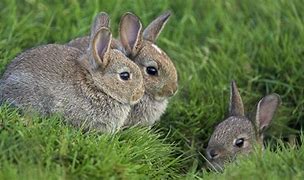 Image result for Oriental Bunny