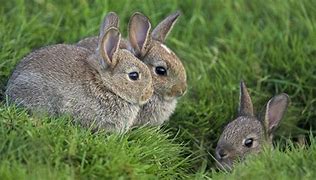 Image result for Bunny Rabbits On Wall