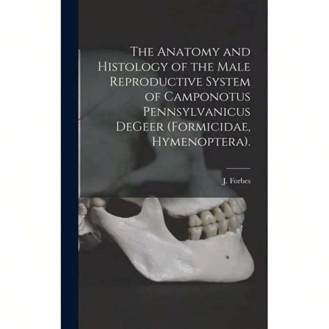 Timeless Tome The Anatomy And Histology Of The Male Reproductive System ...