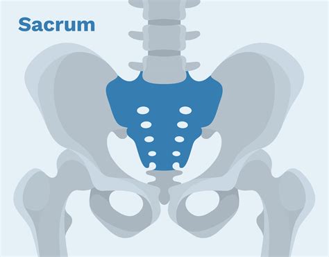 Sacrum Fracture Causes at Neal Laughlin blog