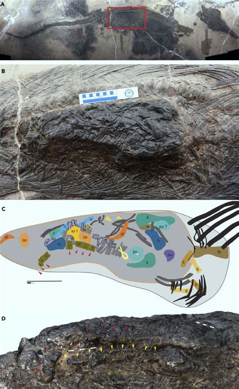 Scientists discover a 240-million-year-old giant reptile fossil inside ...
