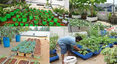 Terrace Gardening - Benefits and Drawbacks – Agriplex