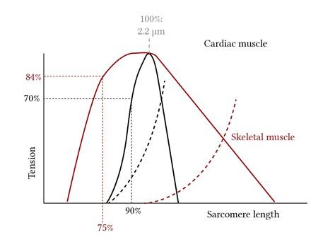 Image result for Muscle Tension Duration Graph