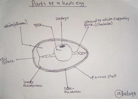 Egg Diagram Showing 3 Main Parts