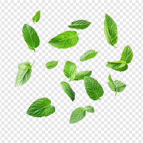 Mint Images - Free Download on Freepik