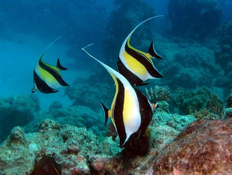 Great Barrier Reef Animals - Great Barrier Reef Liveaboards | Under the ...