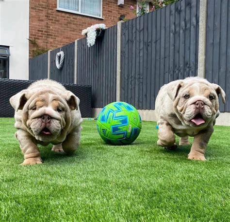 Image result for Walnut Cladding Samples