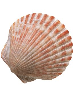 Image result for Shell Pink Color