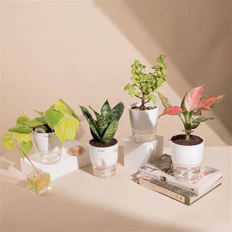 KYARI Green Snake-Aglaonema Pink-Jade-Golden Money Combo of 4 Indoor ...