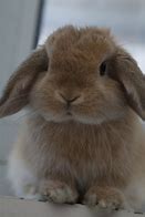 Image result for Cute Brown Baby Bunnies