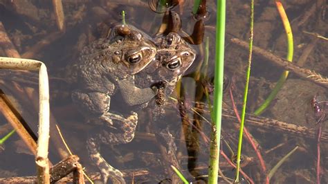 Do Toads Make Sounds 的图像结果