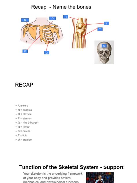Image result for Human Skeleton Function