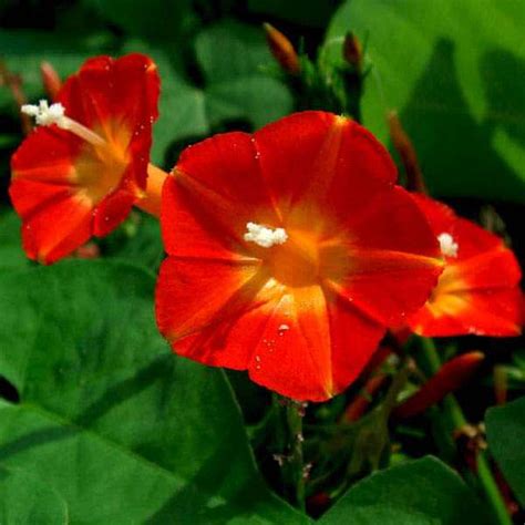 Buy Ipomoea Morning Glory - Flower Seeds online from Nurserylive at ...