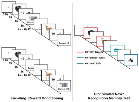 Reward Uncertainty and Expected Value Enhance Generalization of ...