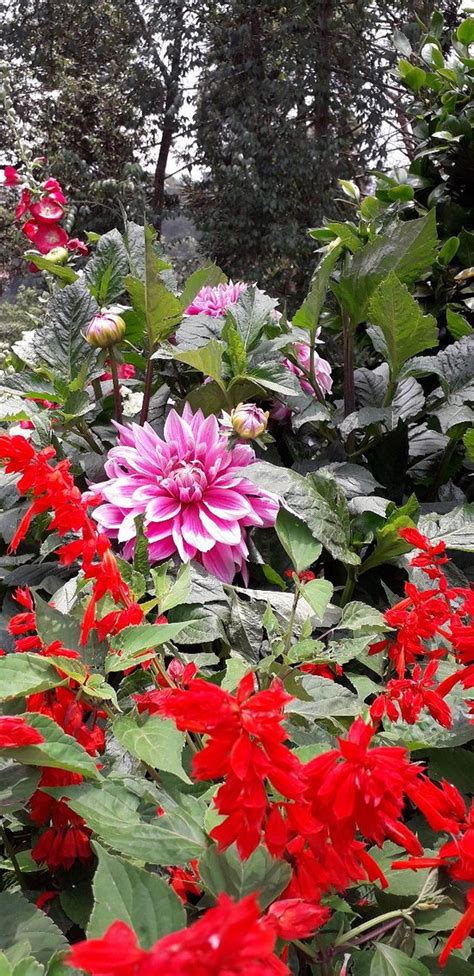 Sim`s Park (Coonoor) - 2019 What to Know Before You Go (with Photos ...