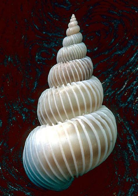 Image result for Natural Shell Structures