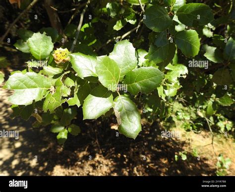 coast live oak (Quercus agrifolia Stock Photo - Alamy