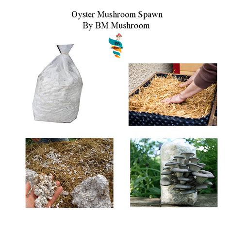 Oyster mushroom spawn (Pleurotus ostreatus) Blue Oyster – BM MUSHROOM ...