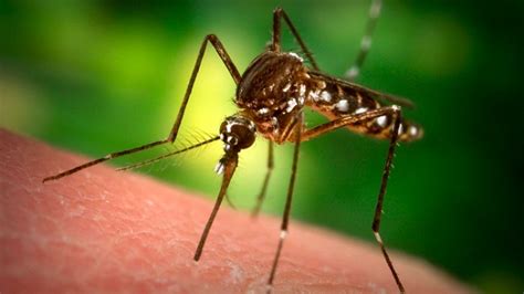 Why Don’t We Wipe Mosquitoes Off The Face Of The Earth? | BOOM