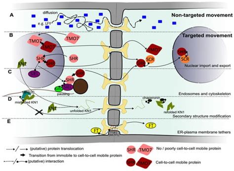 Distributing Plant Developmental Regulatory Proteins via Plasmodesmata