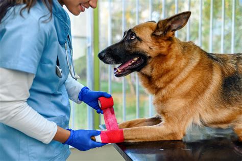 Routine Bloodwork | Dupont Veterinary Clinic