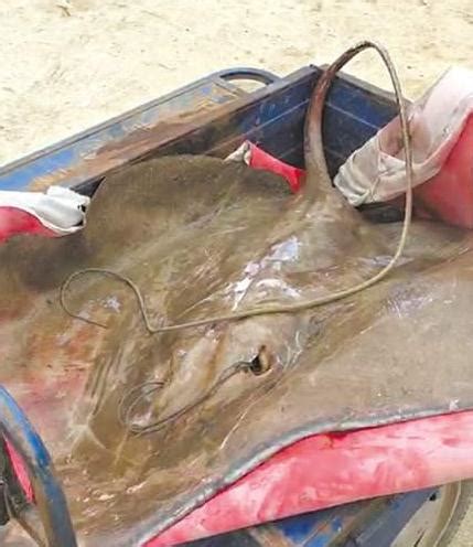 厦门市翔安渔民捕获90多斤魔鬼鱼 当天以一斤9元将鱼卖出-综合新闻- 水产门户网 - 具影响力的水产网站