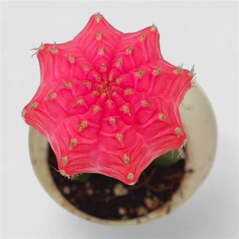 Gymnocalcium Pink Cactus Plant by Orchid N Petals