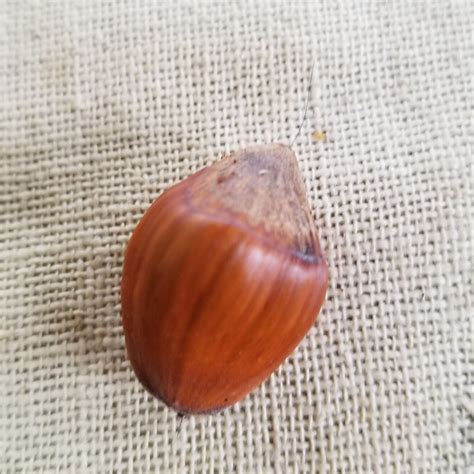Image result for Hazelnut Tree Nut