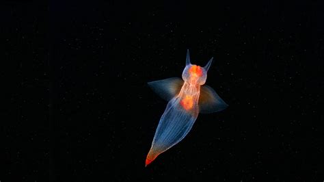 Bing Wallpaper Ocean 的图像结果