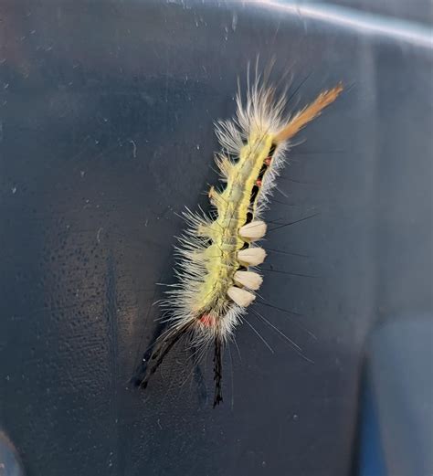 Washtenaw County - White-Marked Tussock Moth Caterpillar (Orgyia ...