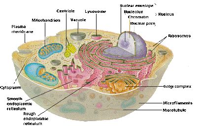 Cell Structure and Function 的图像结果
