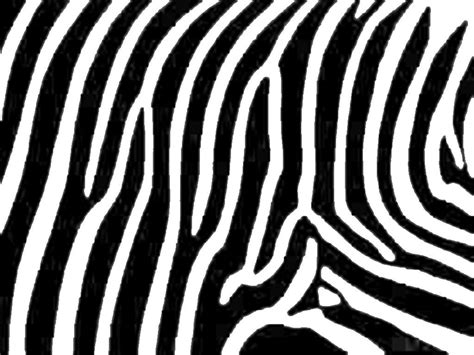 Image result for Zebra Print