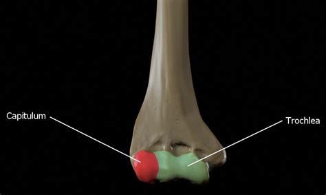 Capitulum and Trochlea of the Humerus: Anatomy and Clinical Insights ...