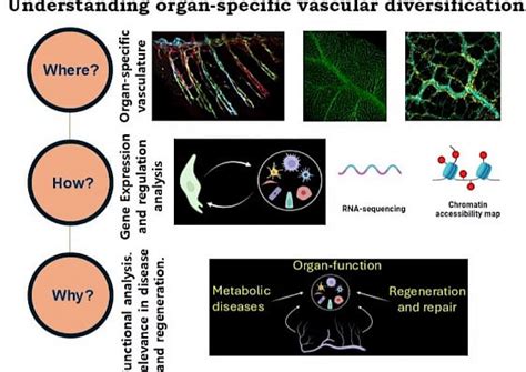Development, Regeneration and Repair