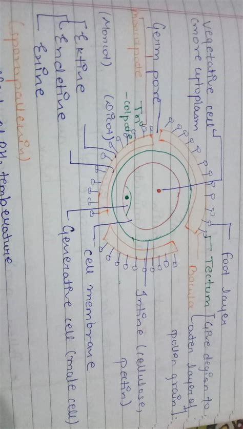 Give a labelled diagram of a mature pollen grain - Brainly.in