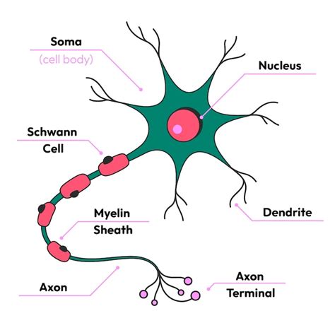 Images de Puce Neuronale – Téléchargement gratuit sur Freepik