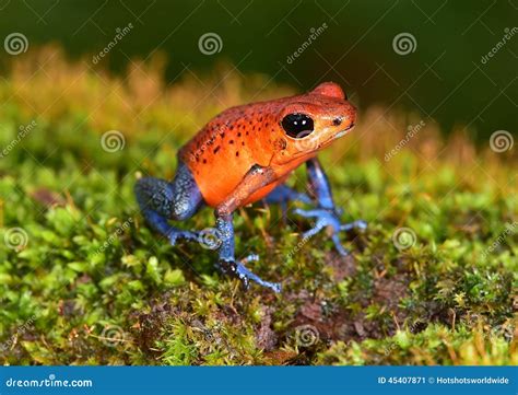 Strawberry Poison Arrow Frog Royalty-Free Stock Image | CartoonDealer ...
