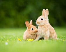 Image result for Bunny and Spring Flowers Background Photo