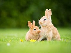 Image result for Bunnies with Flowers around the Neck