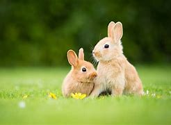 Image result for Baby Bunny Rabbits with Flowers