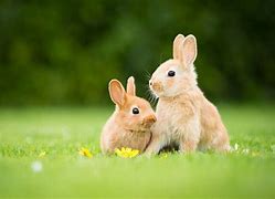 Image result for Spring Trees and Bunnies