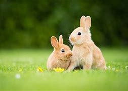 Image result for Free Desktop Wallpaper Rabbits