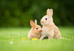 Image result for Spring Time Bunny Butterfly