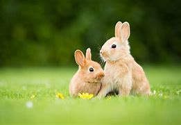 Image result for Spring Flowers with Baby Bunnies