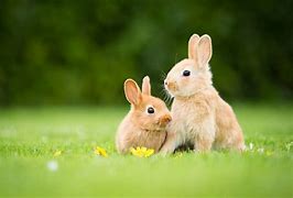 Image result for Rabbit Background Images