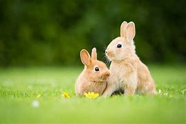 Image result for Bunnies Flowers