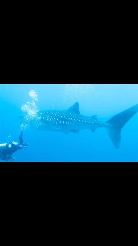 Whale Shark Taxonomy