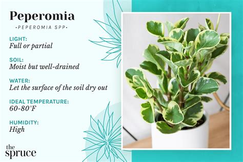 Peperomia Plants: Care & Growing Guide