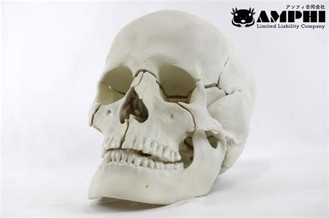 ヒト（Homo sapiens）原寸大頭骨レプリカ Human, Equal size skull replica. | アンフィ合同会社