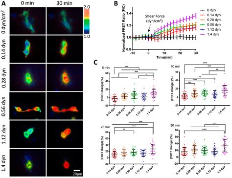 FRET Visualization of High Mechanosensation of von Willebrand Factor to ...